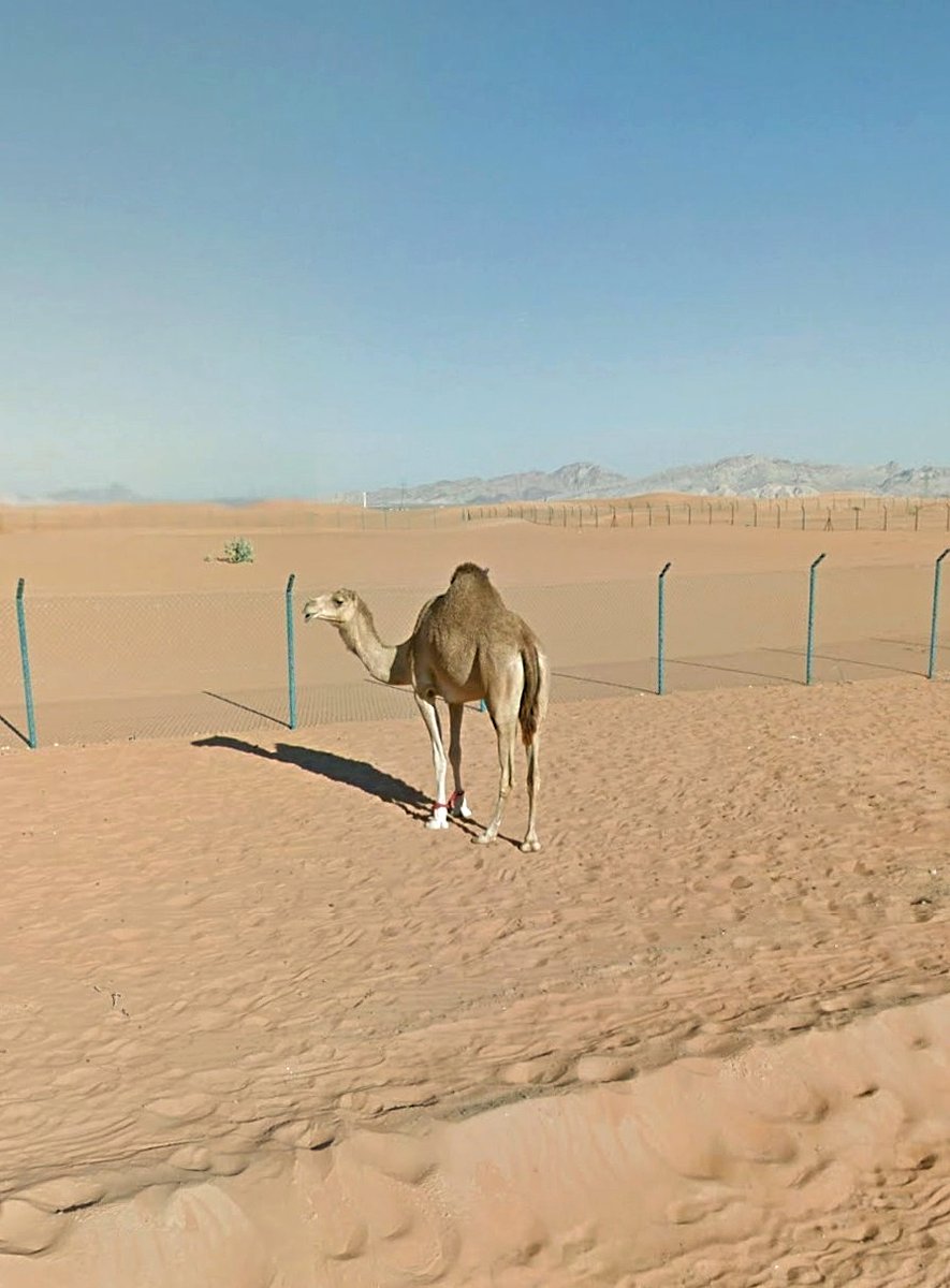 🏜 Al Madam - Sharjah - UAE. 🐪