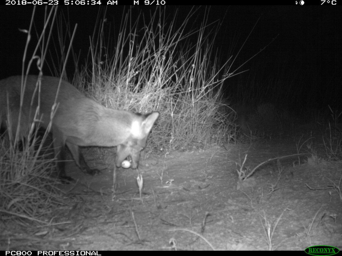 Can carcasses attract dingoes and does that reduce cat and fox activity? Plus other new findings from the Threatened Species Recovery Hub - mailchi.mp/uq/can-carcass…