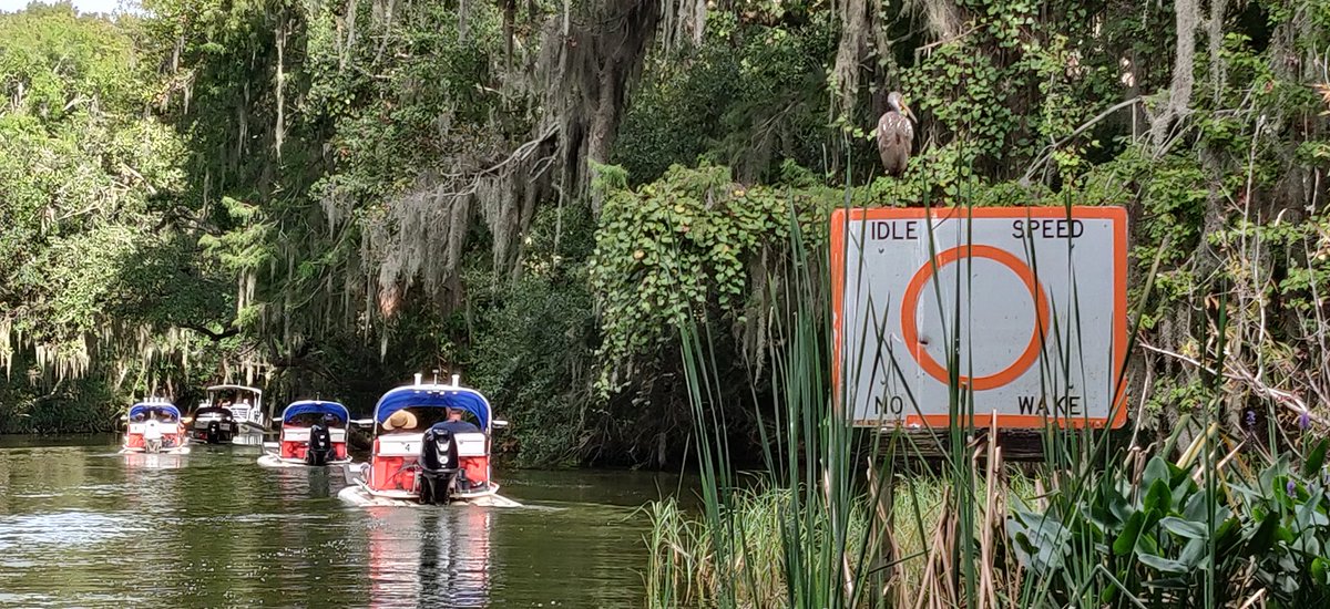 RafaelRPalacio's tweet photo. Hoy estuvimos explorando el Canal Dora en uno de los superdivertidos botes de CatBoat Adventure Tours en Mount Dora. Los botes o lanchas para dos personas son fáciles de maniobrar aunque no tenga ninguna experiencia  😊#ExploraFlorida @MountDora @VISITFLORIDA https://t.co/B44p0C3LOa
