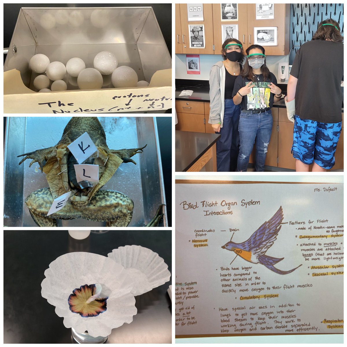 LazareScience's tweet image. This week in Jag Science we hit up atomic models, chromatography, system interactions and Coach Garza #JagScience #engage #FridayMotivation #dontstopwontstop ⚛️ 🐸 🦅 🧪