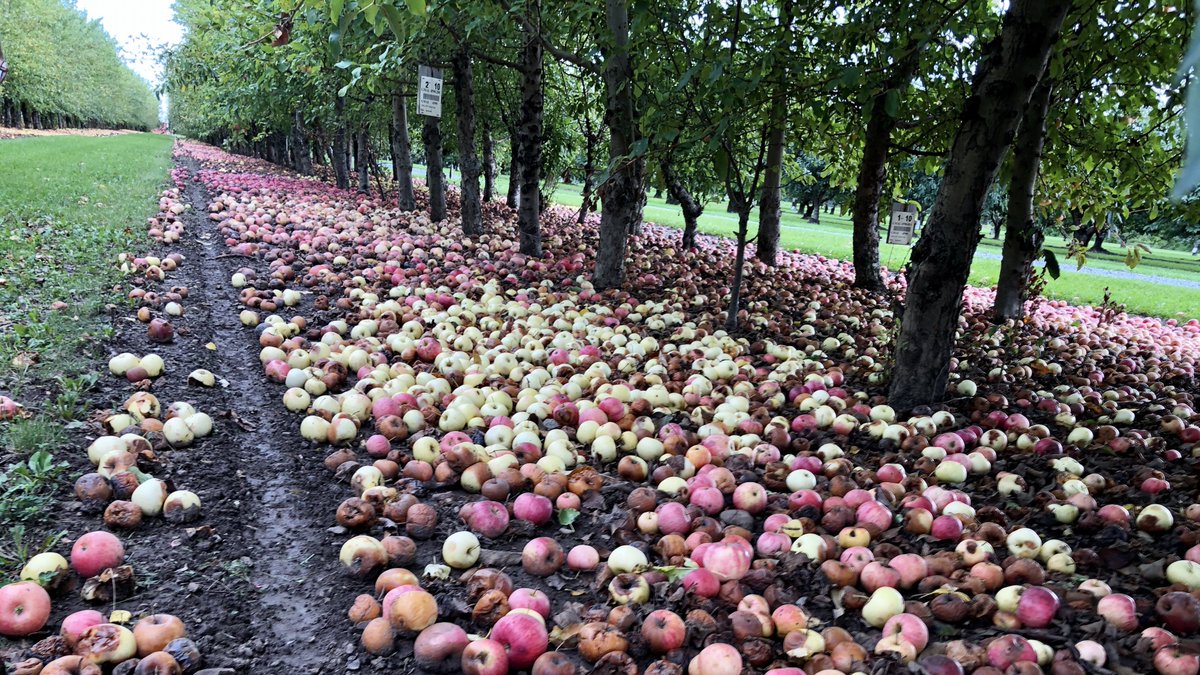 FruitDiseases's tweet photo. Progenitor of #Apples, Malus sieversii from Central Asia is source of many valuable traits for apple breeding. Color and fruit diversity in the picture is from a genetic population (Malus sieversii x Gala) that we are using to map #FireBlight resistance. https://t.co/t0MaoLSQj7
