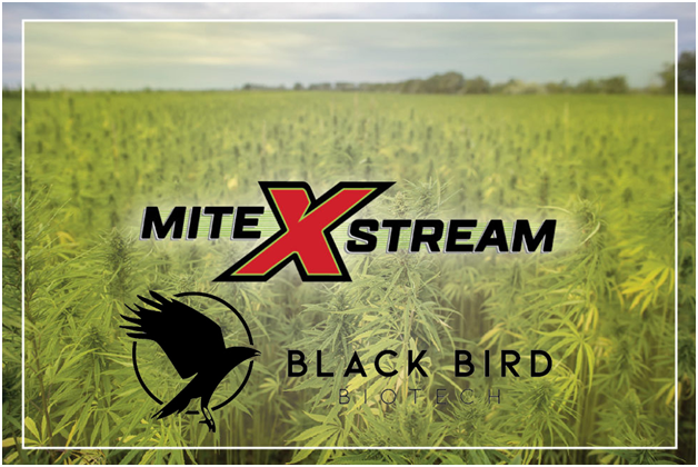 BBBT_Corporate's tweet photo. $BBBT
Black Bird Biotech - made a groundbreaking biopesticide, the 100% plant-based MiteXstream. The potential is massive as this is a healthy alternative to chemical-based pesticides and would help growers meet requirements. 

$BBBT $MBII $RKDA $CTVA 
#EPAapproved #Stockstowatch https://t.co/w2fv5sr7EB