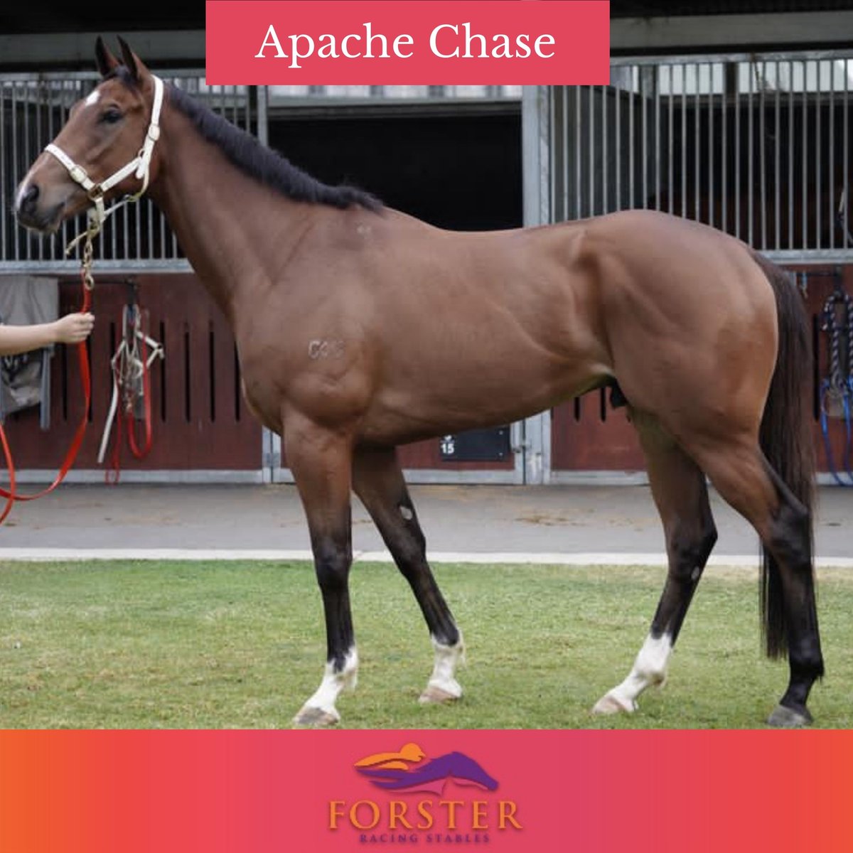 Desracing74's tweet photo. We're so excited to be heading to Toowoomba today with Apache Chase! He is running this afternoon in the Weetwood Handicap, ridden by Jim Byrne. 
Race 8 - 5:00pm 

Have a great weekend everyone!
@racing_qld #apachechase #weetwoodhcp #toowoombaraces #saturdayraces #horseraces https://t.co/HTMpotbMEE