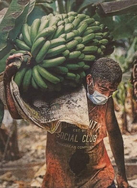 Compremos platano de Canarias.
Ayudémosles.
#AyudaLaPalma