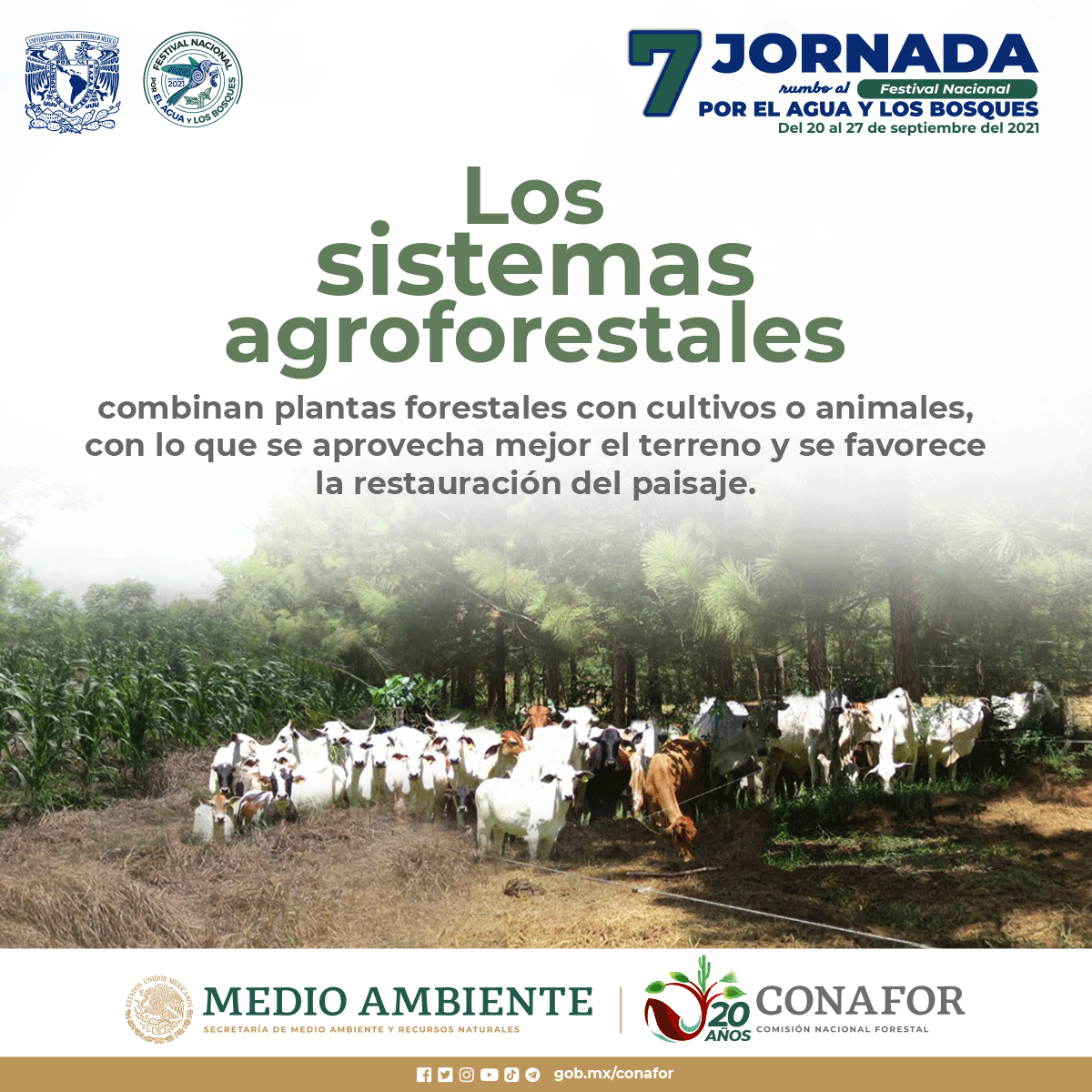 CONANP_mx's tweet photo. Los sistemas agroforestales combinan plantas forestales con cultivos o animales. Esto con la finalidad de diversificar la producción, optimizándola de manera sostenida. #SomosMedioAmbiente #FestivalAguaYBosques #CuidadoDeLaVida 🌿🌊🌲🐄🐖🌽🍅🌱 https://t.co/fdc7hsJqxO