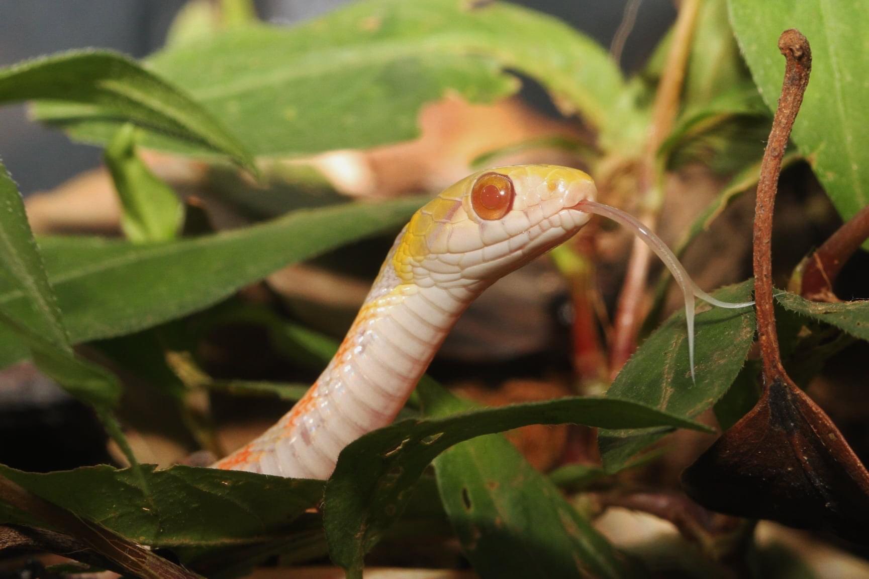 白輪剛史 静岡市内で市民の方が珍しいヘビを捕獲したので種類を確認して欲しいとの連絡をデンドロパーク静岡店さんから受け 駆けつけました ヘビを確認すると なんと 野生のヤマカガシのアルビノ個体の幼蛇でした アルビノのヤマカガシは過去数例