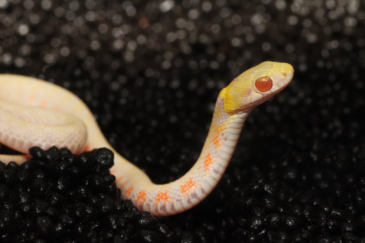 ヘビ画像注意 非常に珍しいヤマカガシのアルビノ個体が捕獲される かわいい めっちゃ美人 などの反応集まる Togetter