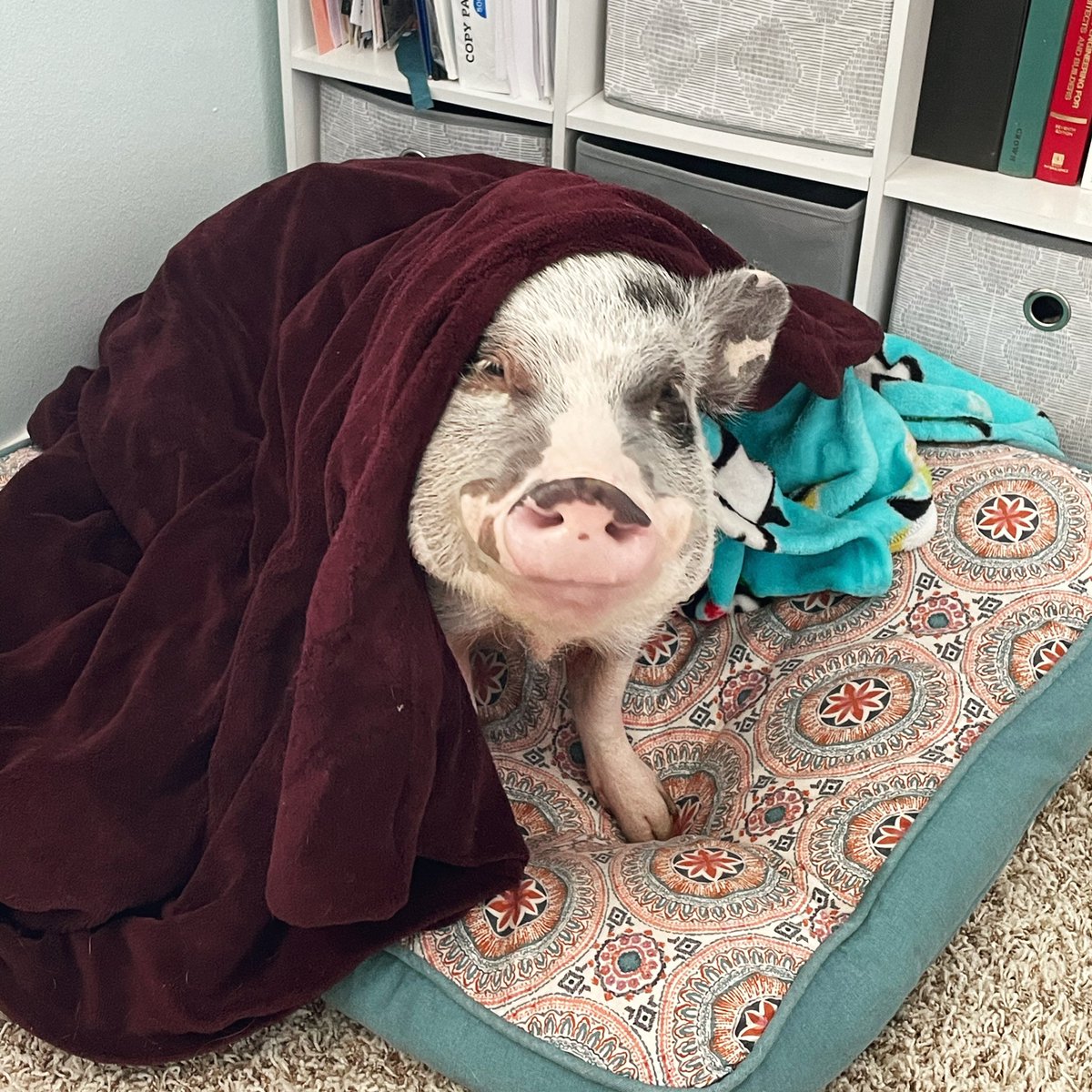 _jessya's tweet photo. Oh, hey there #GMMReadyPetGo https://t.co/pIxC98Qaaa