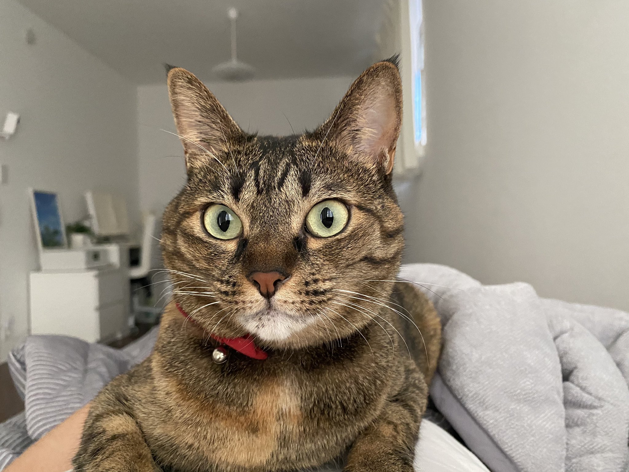 キジトラ猫 Twitter Search Twitter