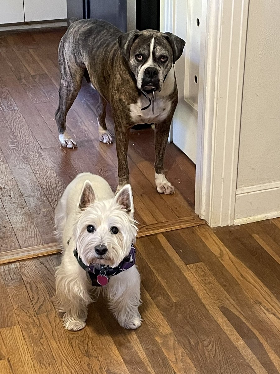 EnzoWestie's tweet photo. Wait. You’re leaving town without us and trusting @secretdonkey to make sure we get breakfast on time?
#setanalarm #westie #boxer #mybuddyquinn#wewillstarvewithoutyou https://t.co/t3u8xaIJc9