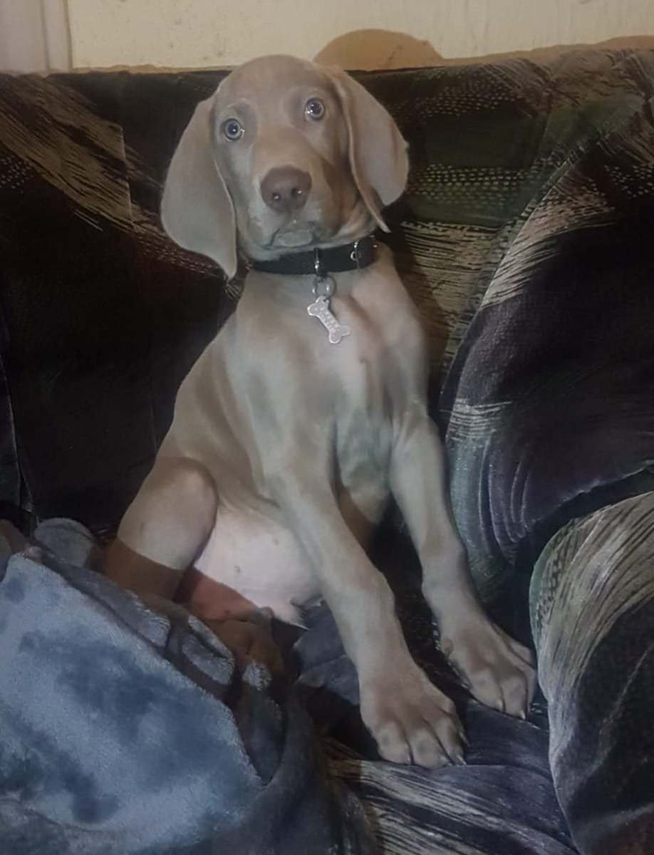 yonofui87923935's tweet photo. ayyyy tan chiquitito él 🥰🥰🥰🥰🥰
#weimi #weimaraner https://t.co/GTlJv0ZvKg