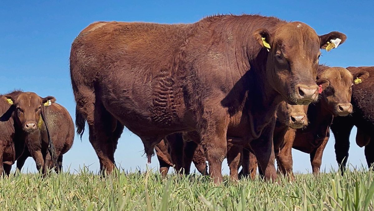 grupodecampo's tweet photo. Toros de Cabaña Don Carlos a la venta.-
#aberdeenangus #angus #toroangus #anguscolorado #anguscattle #campo #campoargentino #cabañaangus https://t.co/sU4DWAkw9h