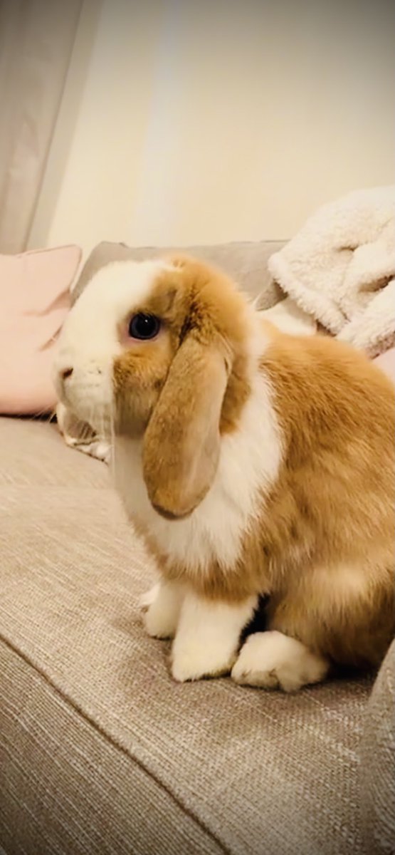 Just looking cute as always.vm.tiktok.com/ZMRsXomFF/   #bunny #rabbit #rabbitsofinstagram #bunniesofinstagram #bunnylove #bunnies #cute #rabbits #pets #petsofinstagram #bunnygram #rabbitstagram #bunniesofig #bunnyrabbit #bunnystagram #bunniesworldwide #pet #bunnylife #houserabbit