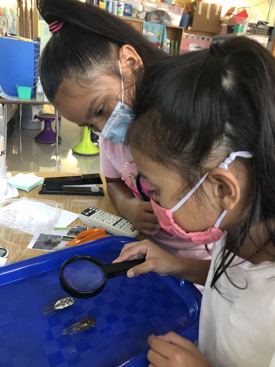 We started inquiry today by exploring why cicadas are so noisy. Loved watching my students try World book today to research this wonder! And of course, getting up close with a cicada. 
#euclidexplores