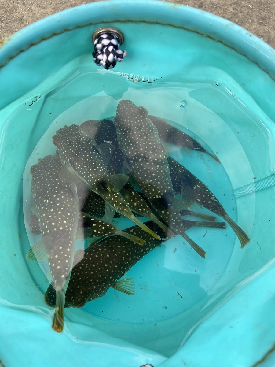 坂崎k 矢作古川河口でハゼ釣り 今日も大量やな 白目 ハゼ釣り 矢作古川 釣り 釣果 三河湾