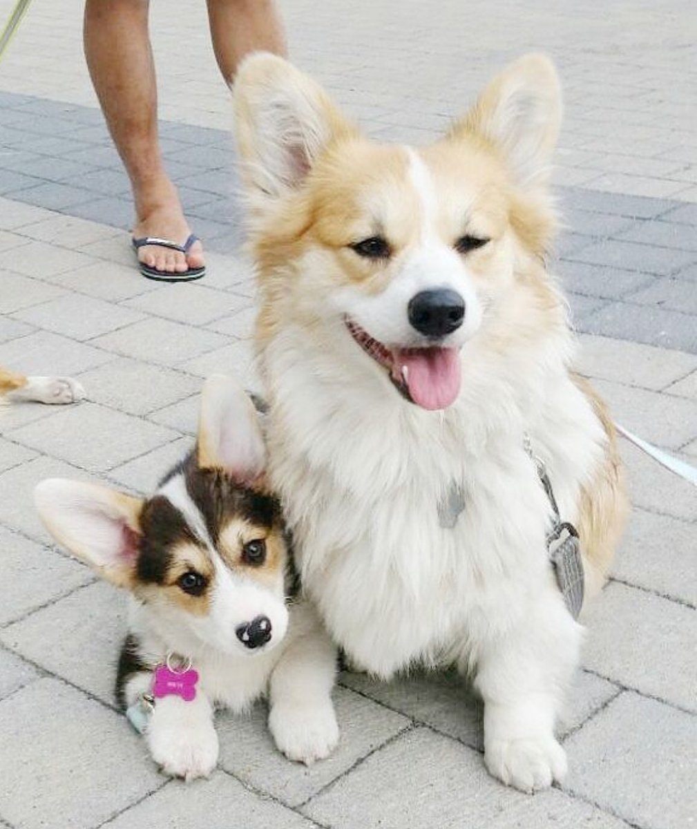 Flashback to our younger days @mochimochicorgiball 👶🍼
.
.
.
.
.
#flashbackfriday #mochimochicorgiball #Kimchithecorgi #corgipuppy #corgilove #puppy #puppylove #puppystagram #dogsofinstagram #corgisofinstagram