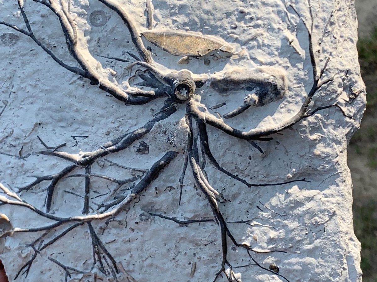 dr_dappleton's tweet photo. Late #FossilFriday #crinoid #holdfast partially #pyritized and covered in corals and other marine life #fossil #fossils #fossilphotography #crinoids #crinoidholdfast #paleontology #nature #NaturePhotography https://t.co/Q6mJLKyBHr