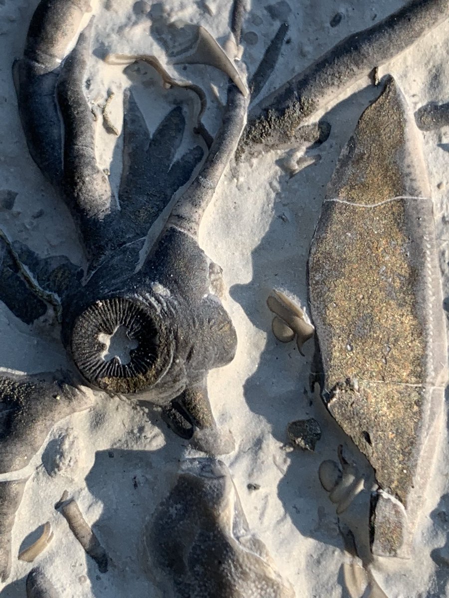 dr_dappleton's tweet photo. Late #FossilFriday #crinoid #holdfast partially #pyritized and covered in corals and other marine life #fossil #fossils #fossilphotography #crinoids #crinoidholdfast #paleontology #nature #NaturePhotography https://t.co/Q6mJLKyBHr