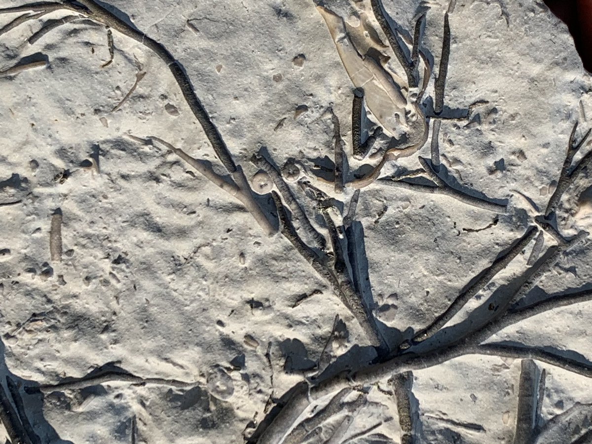 dr_dappleton's tweet photo. Late #FossilFriday #crinoid #holdfast partially #pyritized and covered in corals and other marine life #fossil #fossils #fossilphotography #crinoids #crinoidholdfast #paleontology #nature #NaturePhotography https://t.co/Q6mJLKyBHr