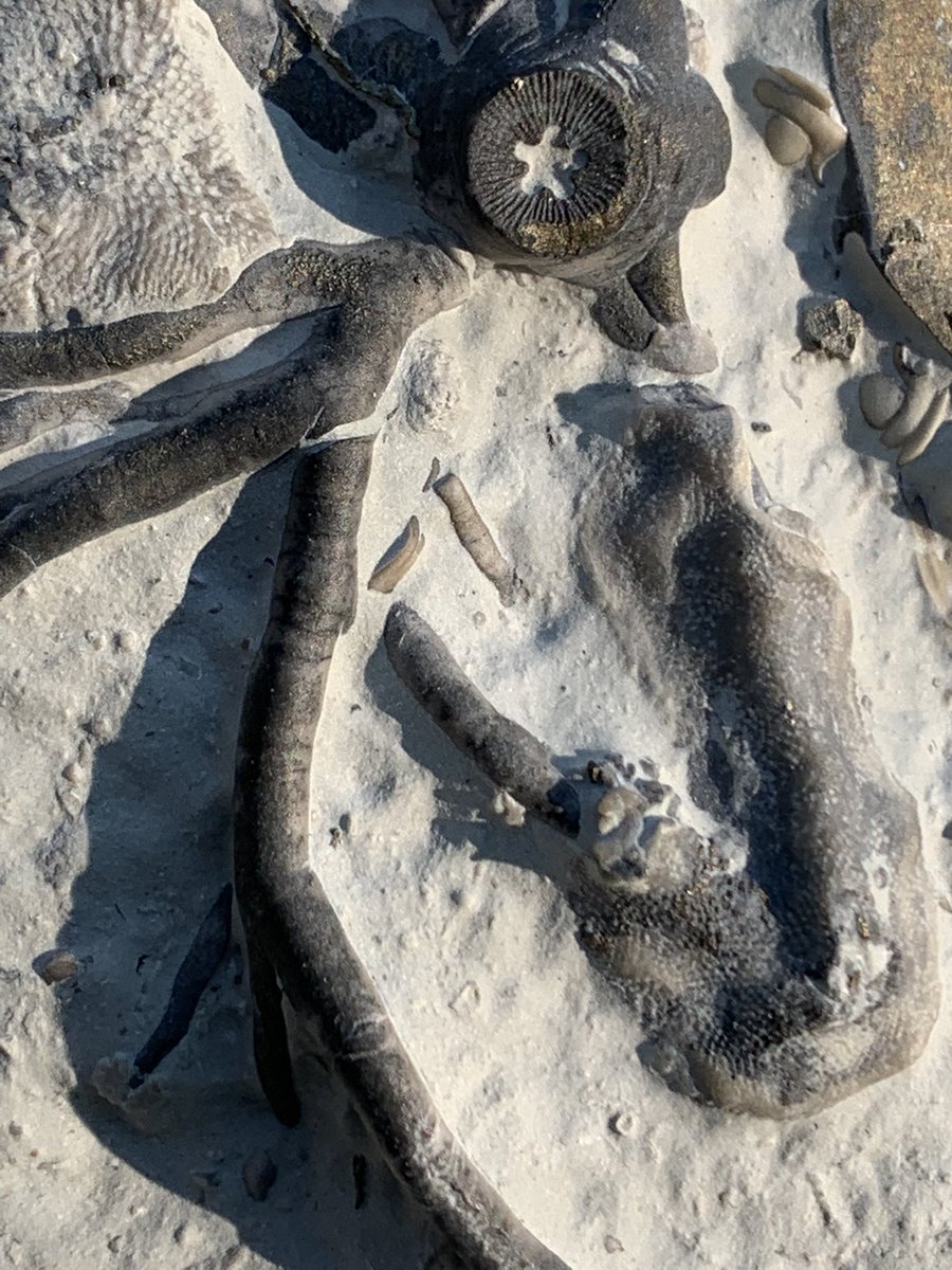 dr_dappleton's tweet photo. Late #FossilFriday #crinoid #holdfast partially #pyritized and covered in corals and other marine life #fossil #fossils #fossilphotography #crinoids #crinoidholdfast #paleontology #nature #NaturePhotography https://t.co/Q6mJLKyBHr
