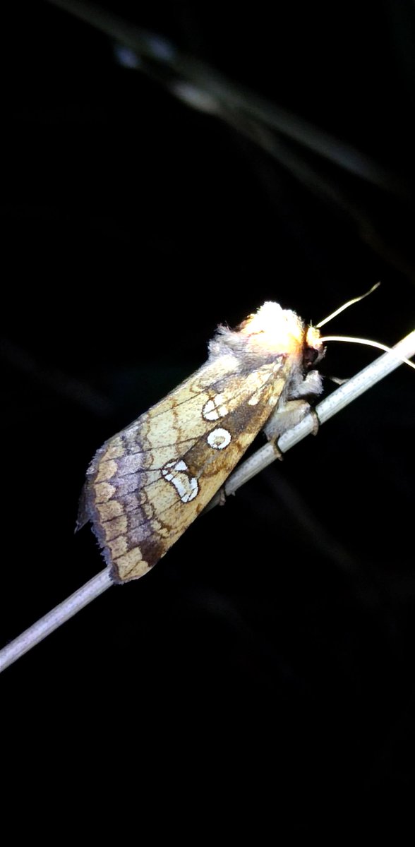 Fun evening torchlight surveying for Fisher’s Estuarine Moth (Gortyna borelii) with the fab #MagnificentMoths team @BCKentBranch
@mothsinkent