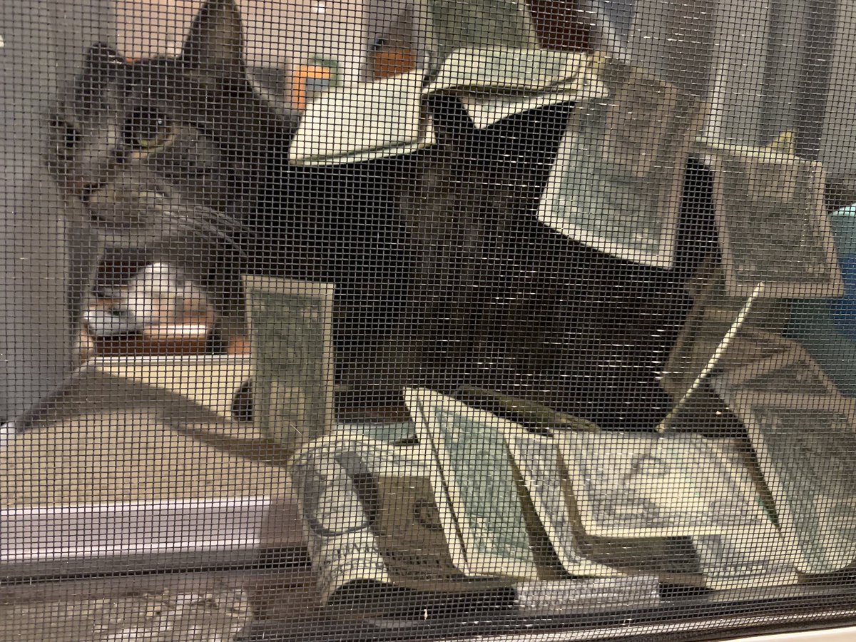poogupdate's tweet photo. make it rain https://t.co/ZLMe2r6QIj