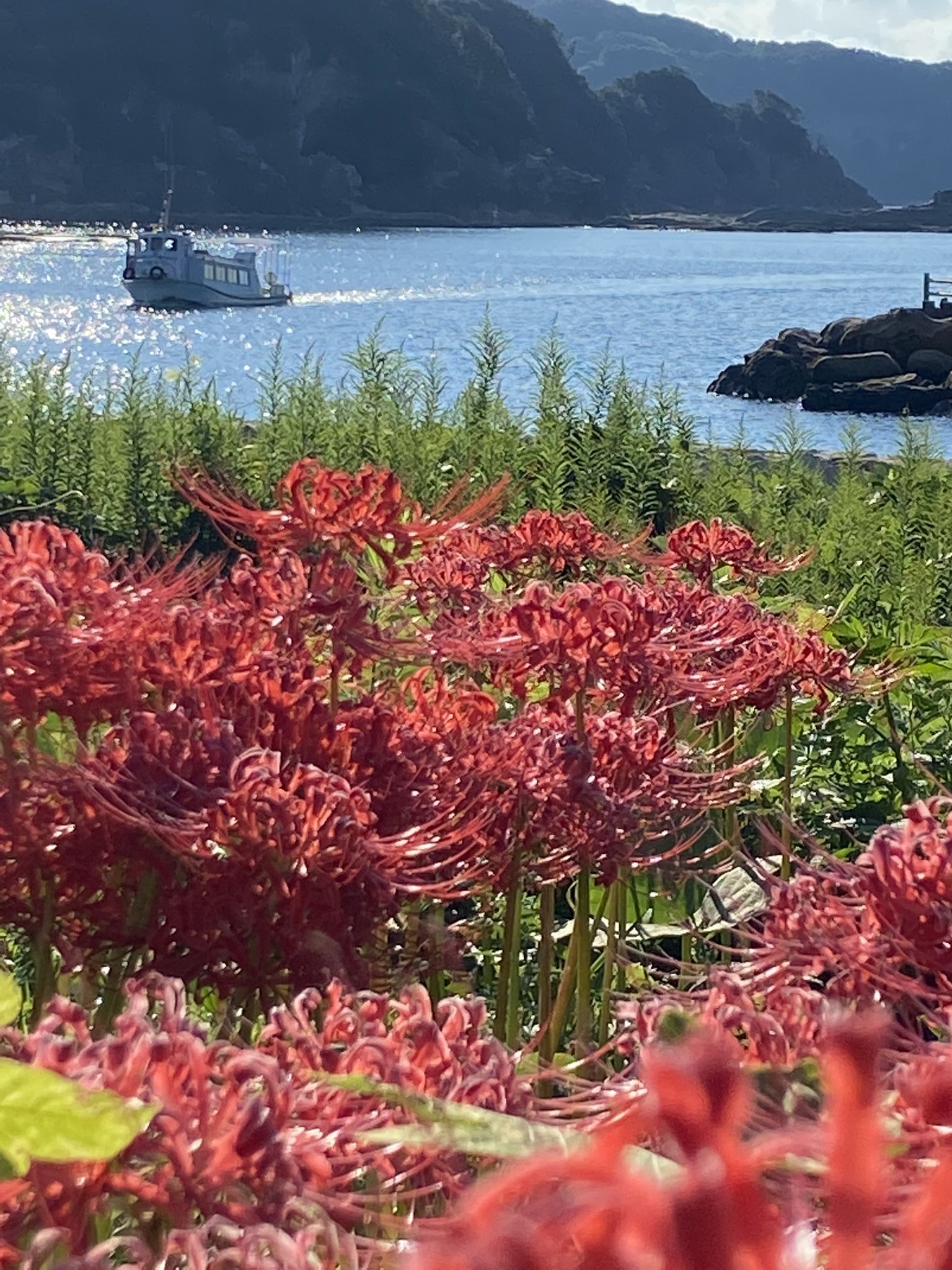 たつくし海中観光株式会社 竜串グラスボート 竜串グラスボート たつくし海中観光 運航中 曼珠沙華が綺麗に咲いてます 今週末が見頃 竜串シーボトルづくり体験 T Co Vlyg7sbvue 高知 土佐清水 足摺岬 四万十 柏島 竜串 竜串