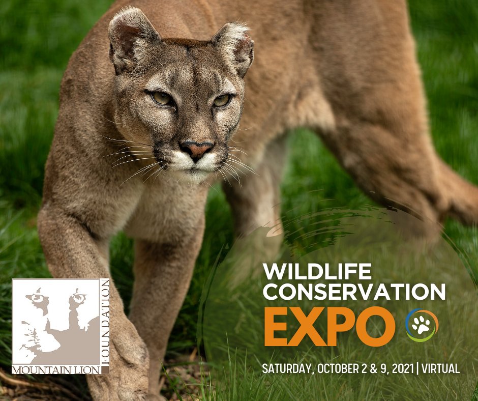 The @wildnetorg #WCNExpo is back!
Join us on Saturday, October 2 & 9, 2021 for a virtual opportunity to connect with the Mountain Lion Foundation and other wildlife conservationists from around the world. Register online at wcnexpo.org!