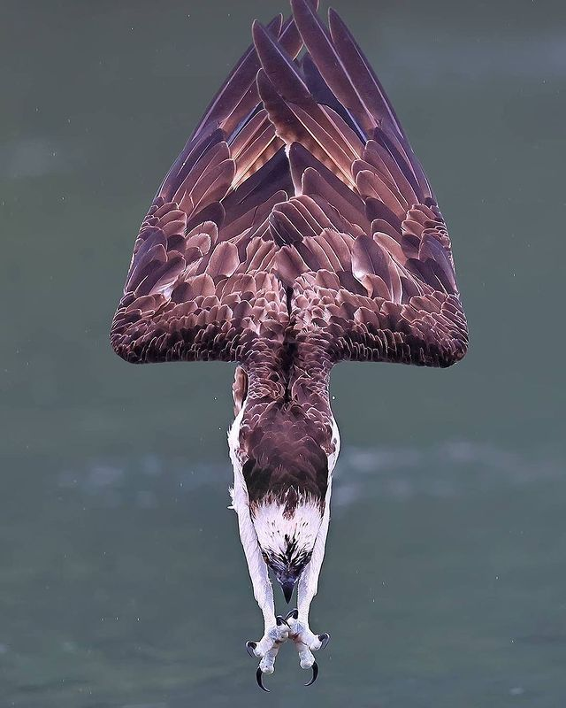 Osprey, perfect timing. Photo credit: @ joinus1234