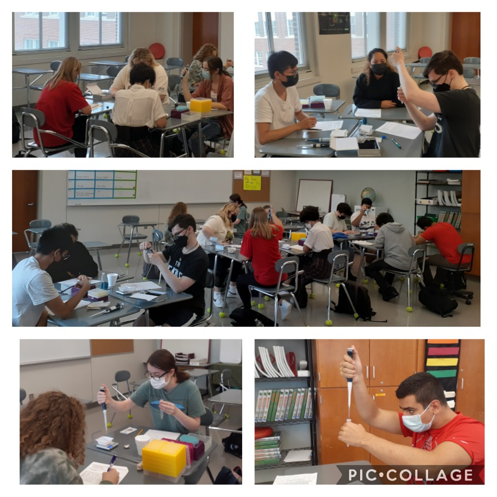 Wierzbowski_Bio's tweet photo. Our Biotech students are learning how to use micropipettes this week. Such a great group! #MassBioEd #ABEMA https://t.co/dQ3r5v8Ajf