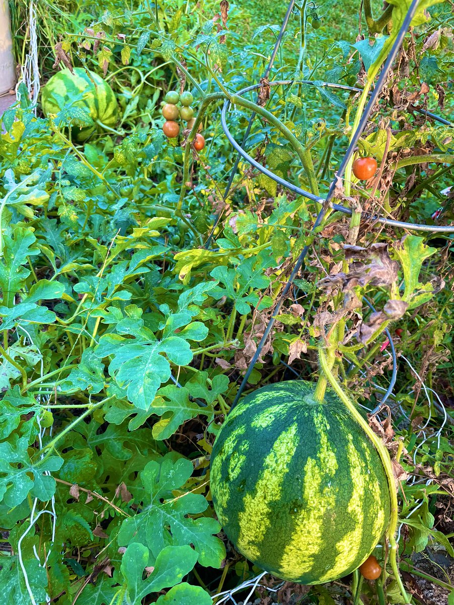 ErinCro89617612's tweet photo. Melon strong #gardening #garden #WatermelonSugar #watermelon https://t.co/BS5gjSiF3Z