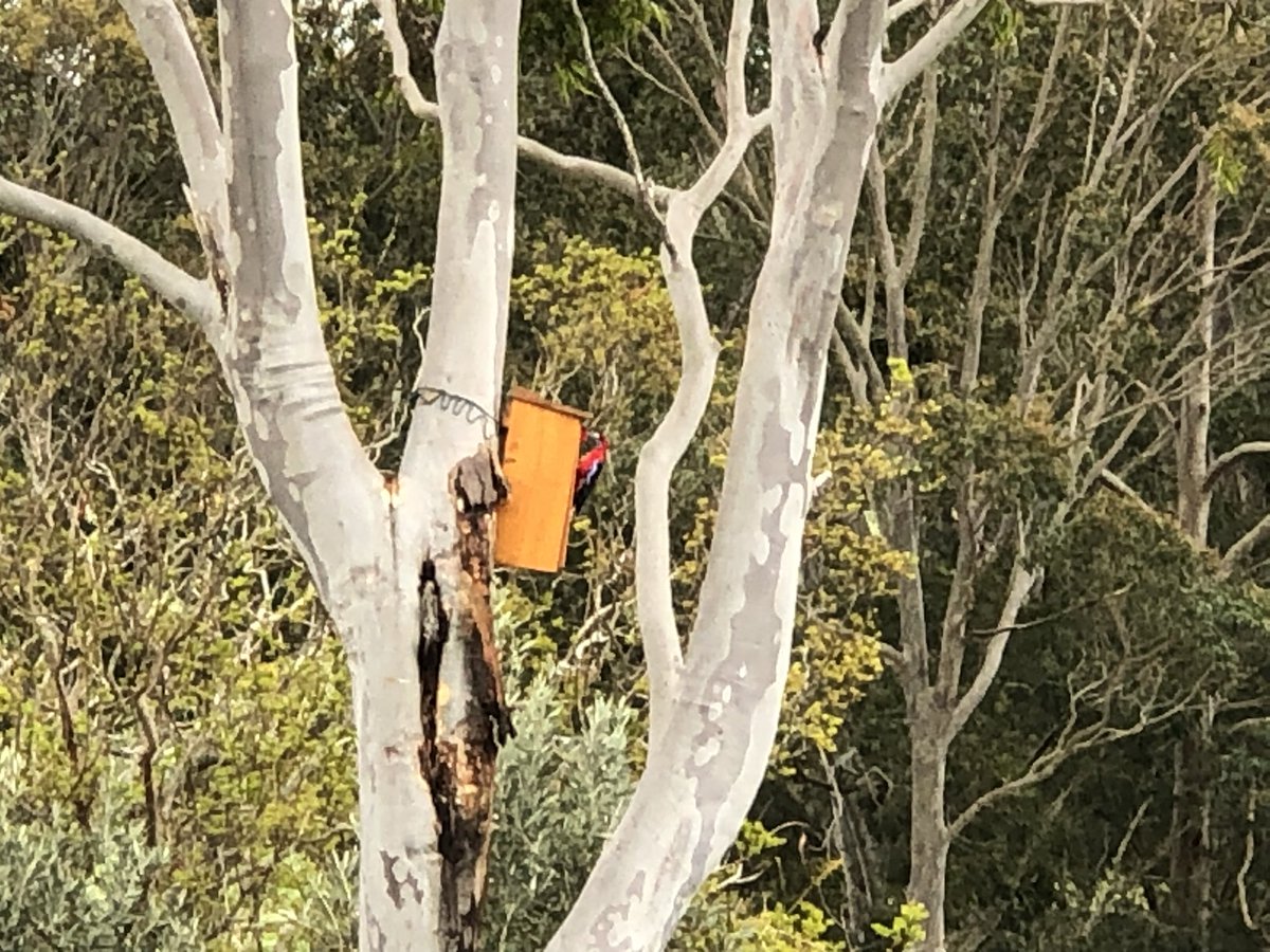 Just installed this beautiful Hollow Log Home rosella box and our new neighbours are already moving in. <a href="/ParrotOfTheDay/">ParrotOfTheDay (eXiting). Find us on Insta/Threads</a> #crimsonrosella