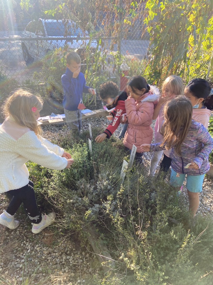 We had a sense-ational time in the garden with First Gators today! We tasted, touched, and smelled many different types of plants to practice using our senses as information-gathering tools. 👅👐🏾👃

Thank you, <a href="/GranbyGators/">Granby Gators</a> teachers, for setting this up for students! #itsworthit
