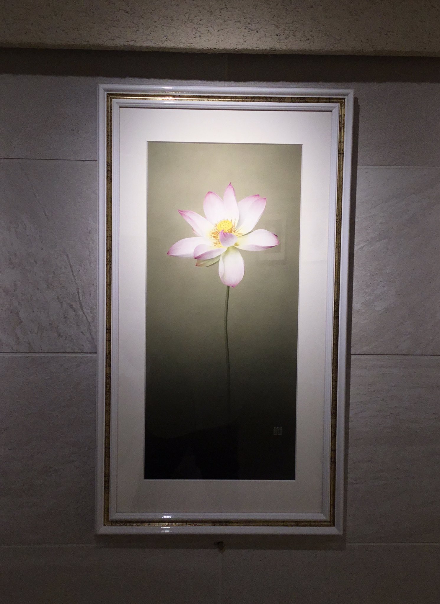 Land S End 金本進イラストレーション展 会期も残り4日 本日も11時よりopen 育てた蓮の花 咲いて2日目の散り際の花 ササユリ 宍粟市市花 など短い花の一瞬をイラストに 9 28 火 まで 入場無料 26日 日 13 00より在廊予定 リアルイラスト