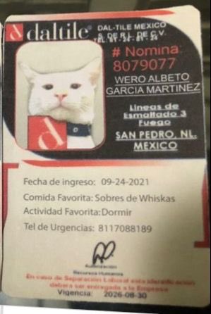 MiroslavaRoHe's tweet image. En la empresa donde trabaja mi mamá había un gato y la empresa lo adoptó y le hicieron su gafete.