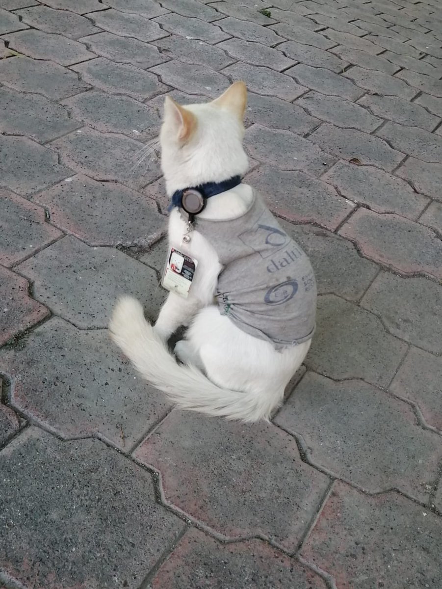 MiroslavaRoHe's tweet image. En la empresa donde trabaja mi mamá había un gato y la empresa lo adoptó y le hicieron su gafete.