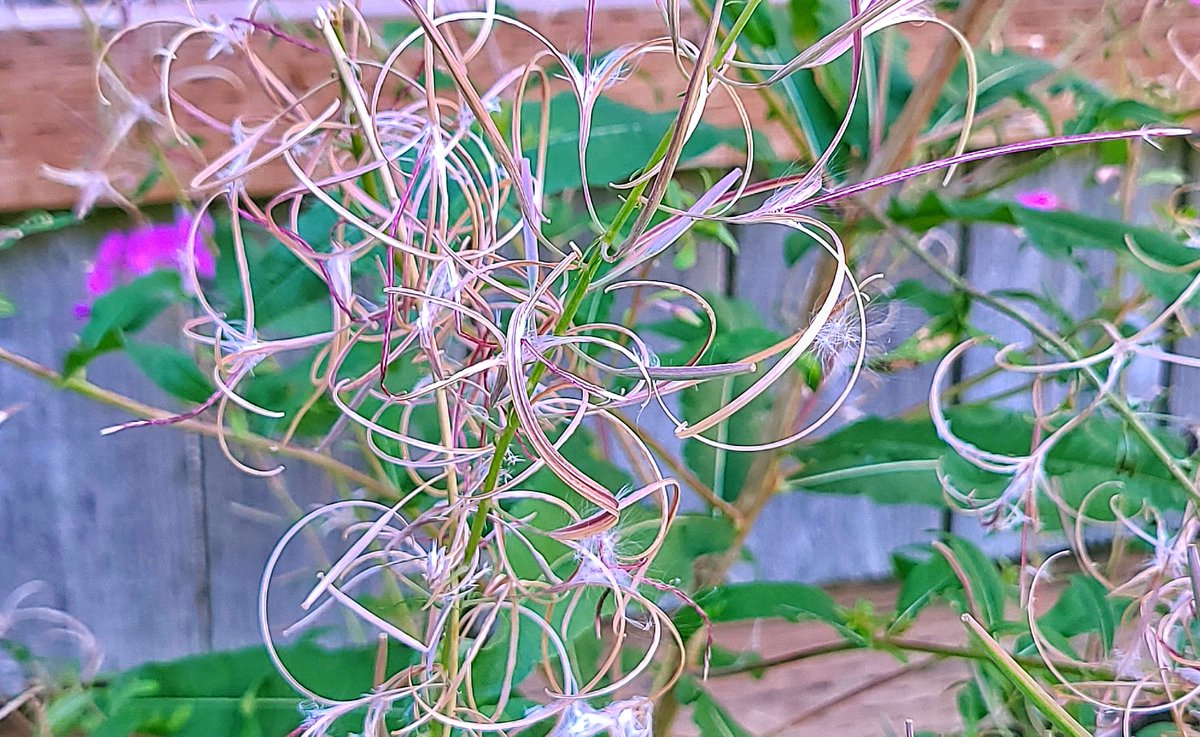 LovelyEarthS's tweet photo. The fireweed look so cool when it curls up and goes to seed.
#FireweedSeed #Fireweed #WildflowerSeeds #Wildflowers #PollinatorFlowers #PacificNorthwestPlants #LovelyEarthSociety https://t.co/ZUChvVjOIj