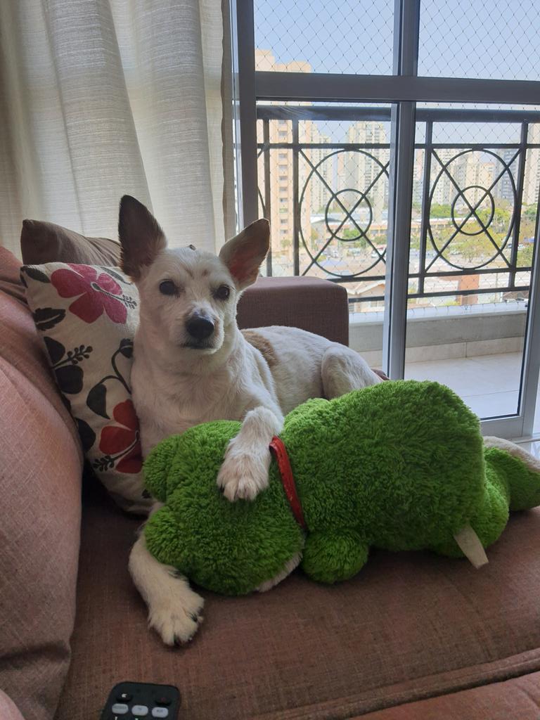 miguics's tweet photo. @leobagarolo Esse é o Milu, ganhou esse nome pq parece o cachorro do TimTim https://t.co/myKe8cZj0o