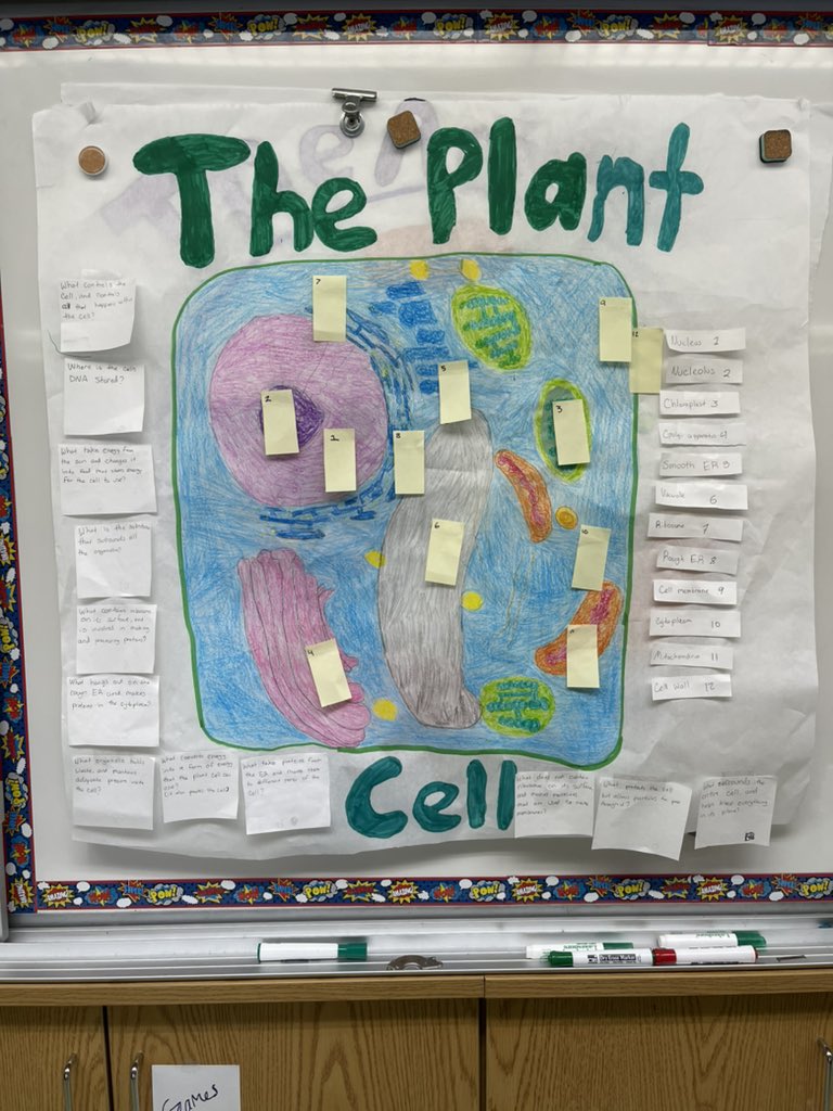 PJ23School's tweet photo. Scholars in Mr. Zingrafβs 8th grade science class demonstrated their learning by creating diagrams describing animal and plant cell structures.
#Science #Cells #Scientists #LearningAchievingBelieving #chicathschools #ThePJ23Difference
#WeAreReady #CatholicEducation #HMHScience https://t.co/Mkxn0nRfhF