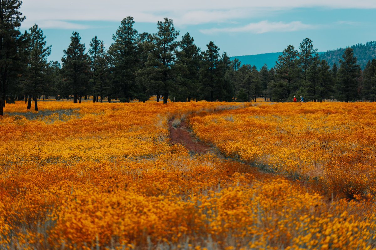 NAU's tweet photo. Our backyard > everywhere else https://t.co/KlL4deiz3w