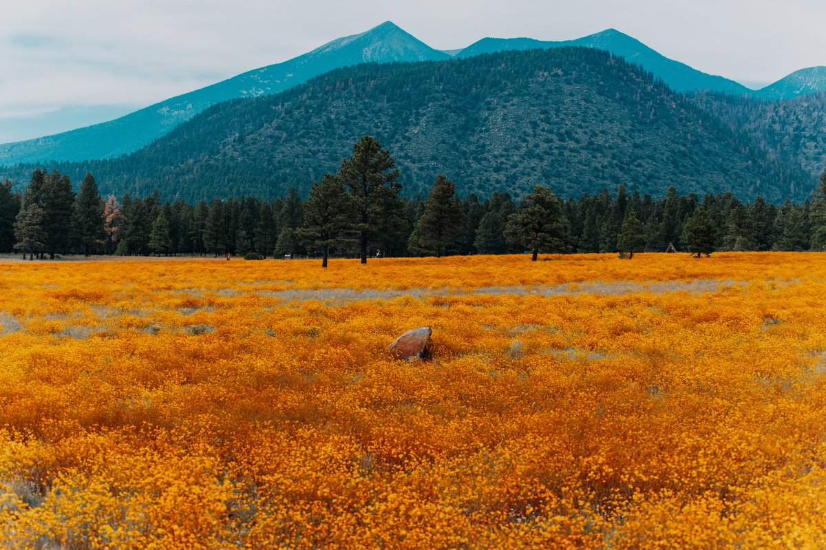 NAU's tweet photo. Our backyard > everywhere else https://t.co/KlL4deiz3w