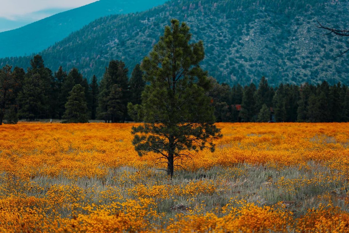 NAU's tweet photo. Our backyard > everywhere else https://t.co/KlL4deiz3w