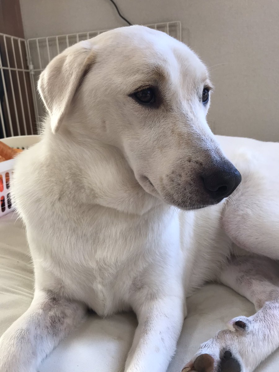 akaneco0227's tweet photo. カメラを向けると視線を逸らしがち健太。最近ハーネスがきつそう、太ったのでは？と疑惑の目を向けられている健太。体重は一年間ほぼ��わりなし。 https://t.co/HQQRdeuD8k