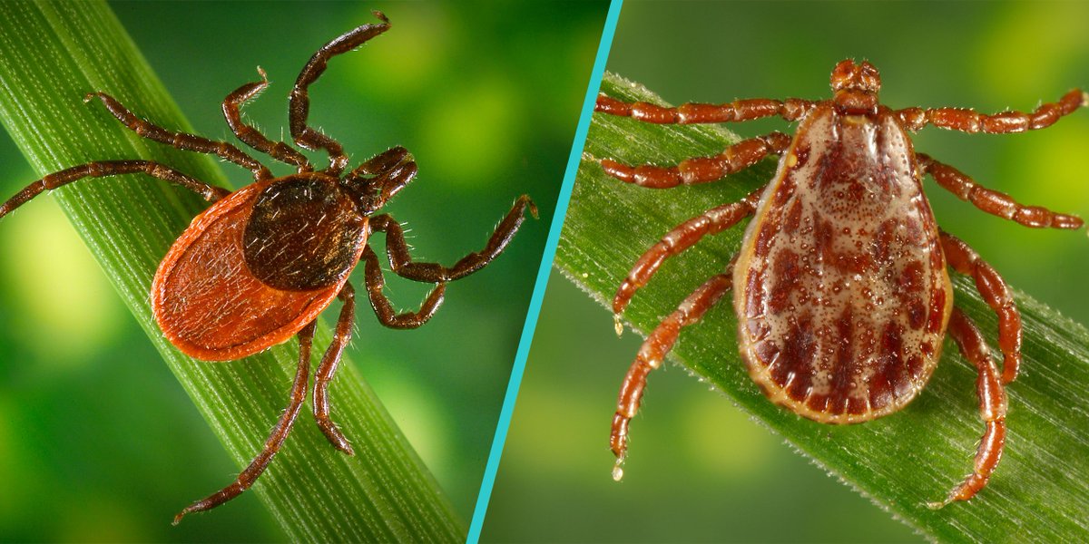 igenexlab's tweet image. There are several species of ticks, that carry transmit multiple types of diseases to both people and animals. IGeneX offers PCR testing on ticks for several tick-borne diseases.

bit.ly/3uiqhNW

#ticks #ticktesting #lymedisease #rmsf #ixodes #igenex #lymeawareness