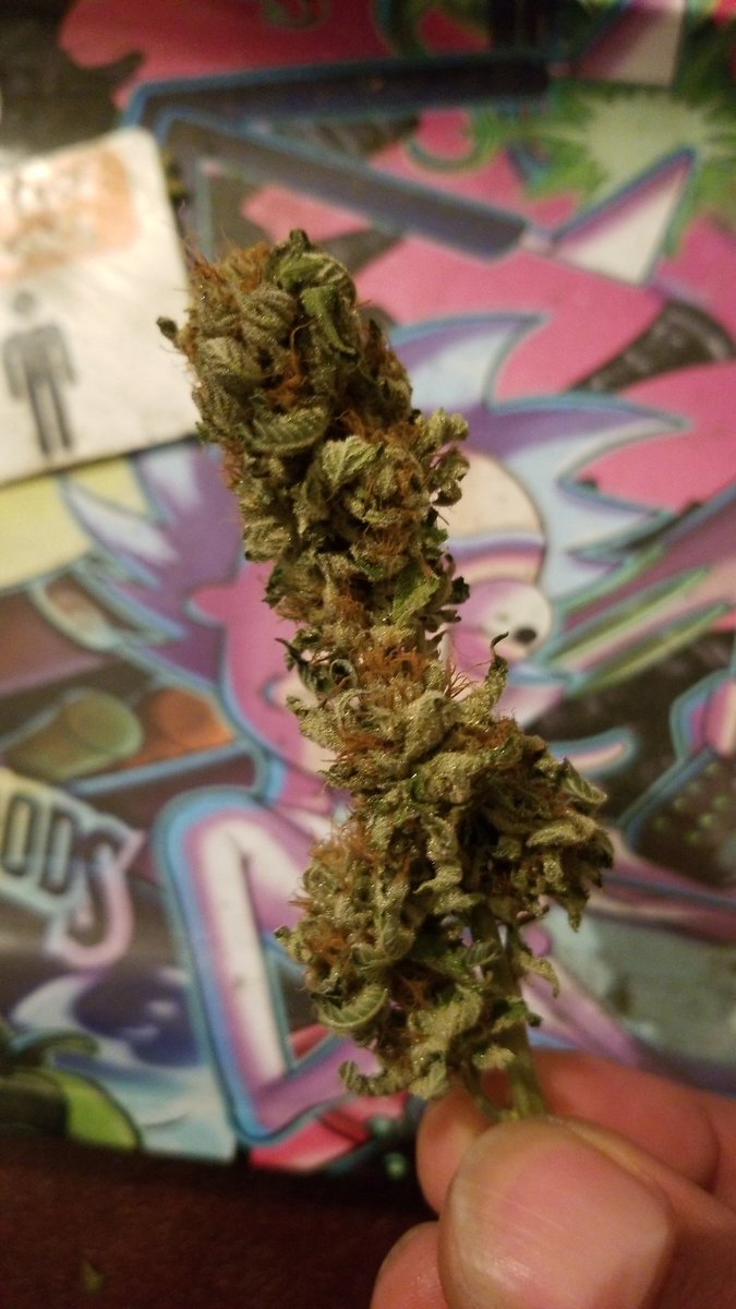 Lifelikes420's tweet photo. #namethatstrain #CannabisCommunity #TGIF https://t.co/oKkOe2sRzB