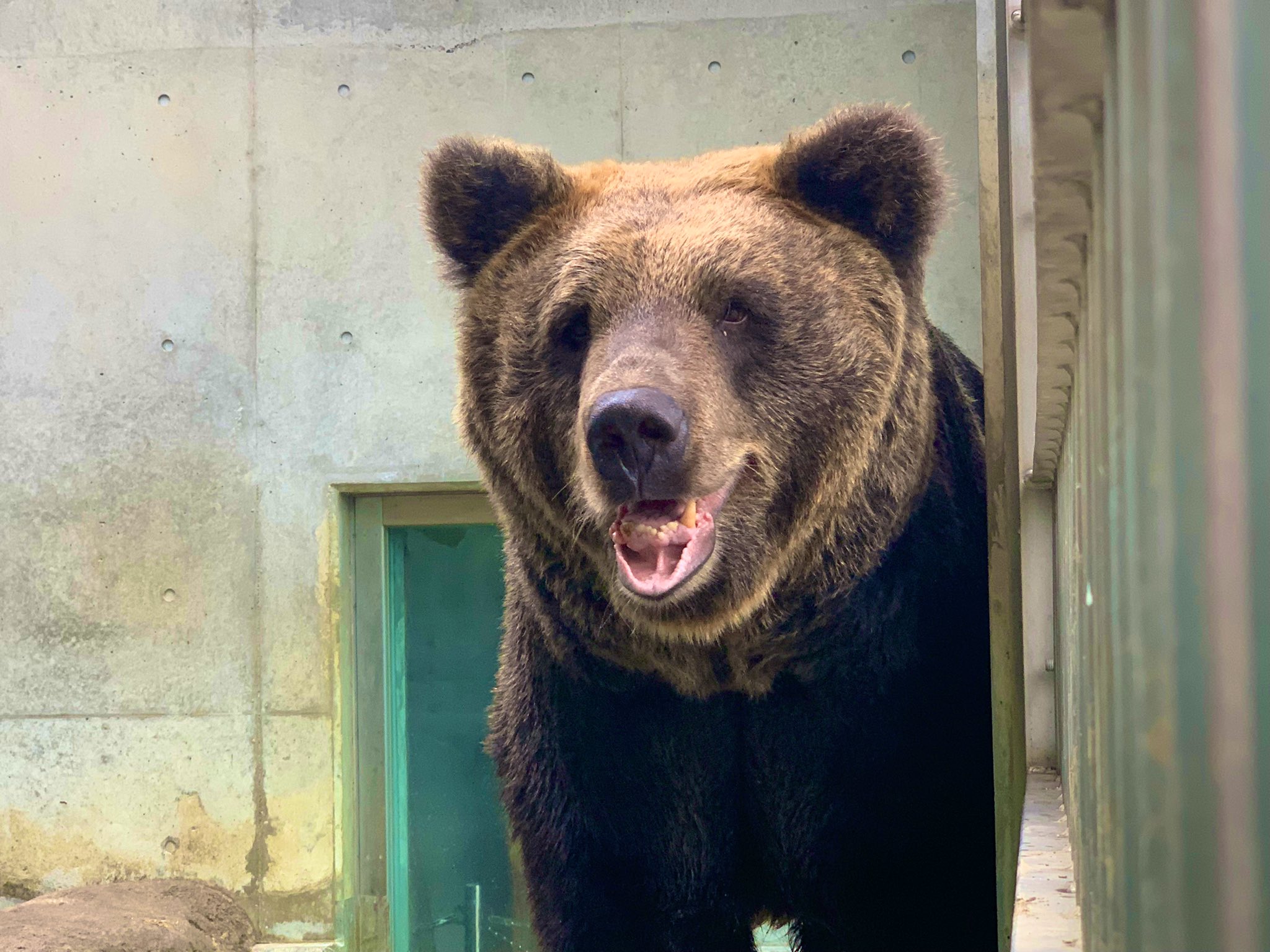 東武動物公園 公式 リュウくん ニパッ 東武動物公園 エゾヒグマ ヒグマ クマ アヤメ アヤメスマイル 涼しくなってきたので最近とてもご機嫌 心なしか彼女はいつも笑っている気がする T Co Dlaus4llkx Twitter 東武動物公園 公式 リュウくん ニパッ 東武動物公園 エゾヒグマ ヒグマ クマ アヤメ アヤメスマイル 涼しくなってきたので最近とてもご機嫌 心なしか彼女はいつも笑っている気がする T Co Dlaus4llkx Twitter