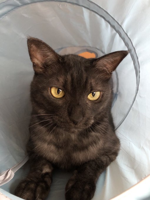 押入れのtwitterイラスト検索結果 押入れのtwitterイラスト検索結果