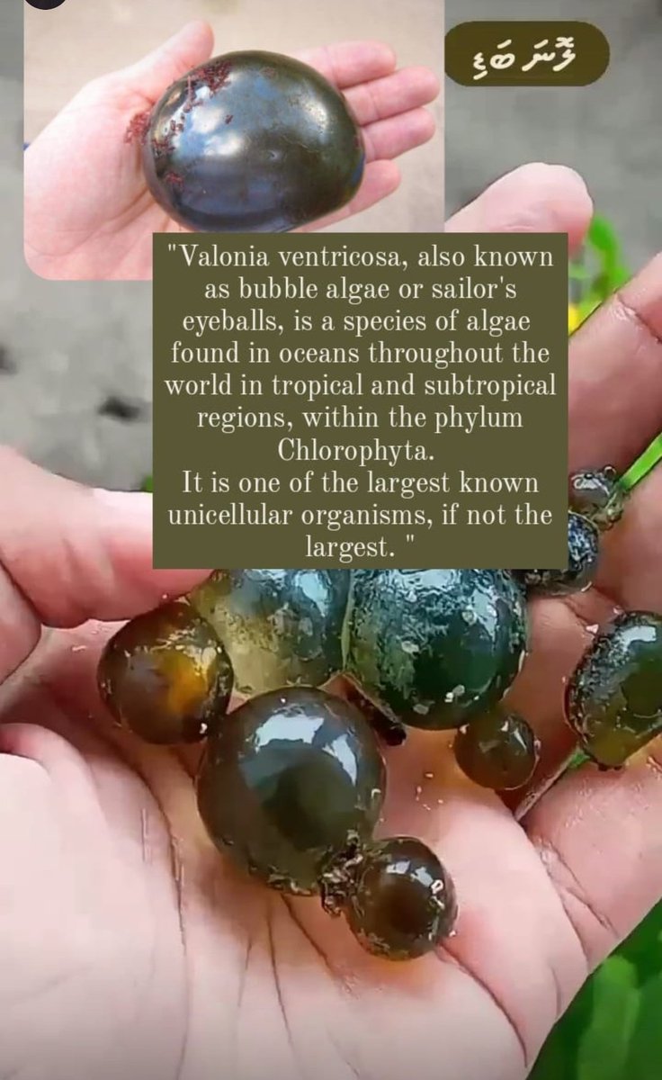 aishaashiyaa's tweet photo. #Bubblealgae
#Sailorseyeballs https://t.co/tqvJGmfWp6