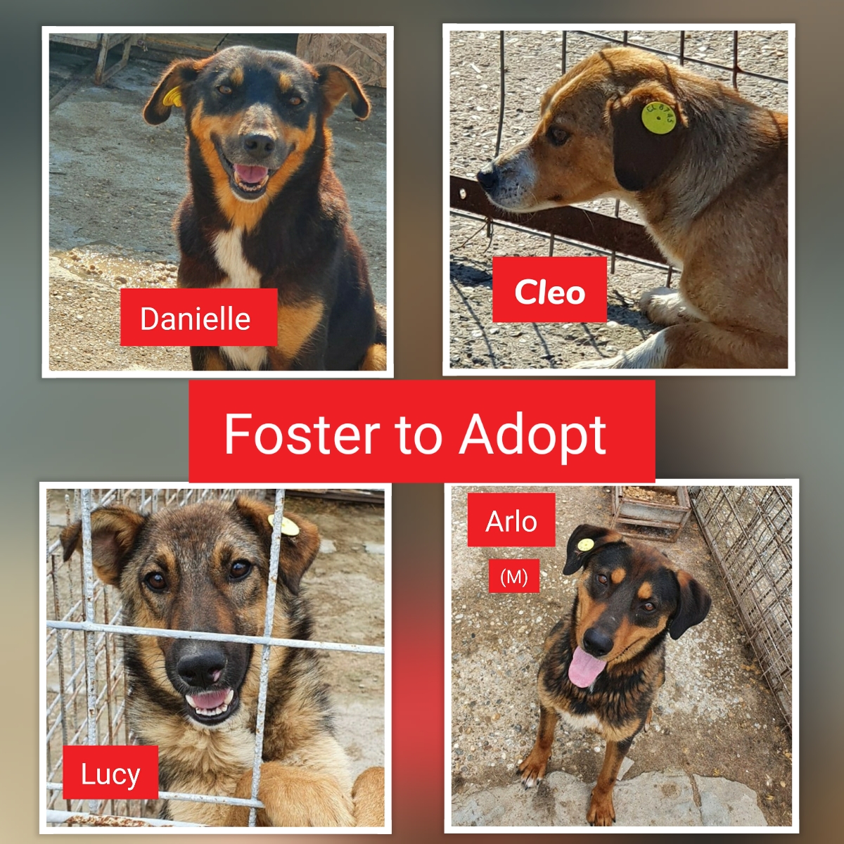 International Dog Rescue On Twitter Dogs Available To Foster To Adopt F2a Means You Can Foster Certain Dogs Directly From Romania After 3 4 Weeks When They Have Settled You Can Go Ahead