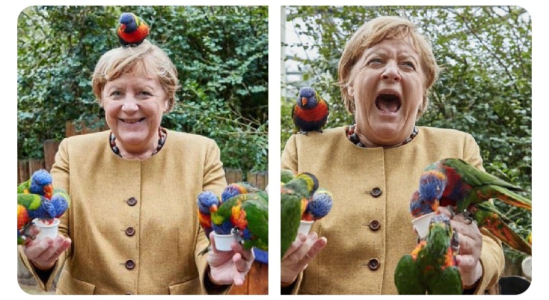 ashu138243's tweet photo. Me having mood swings 😸
#Merkel #parrots #MEMES https://t.co/RwlahGb1Y4